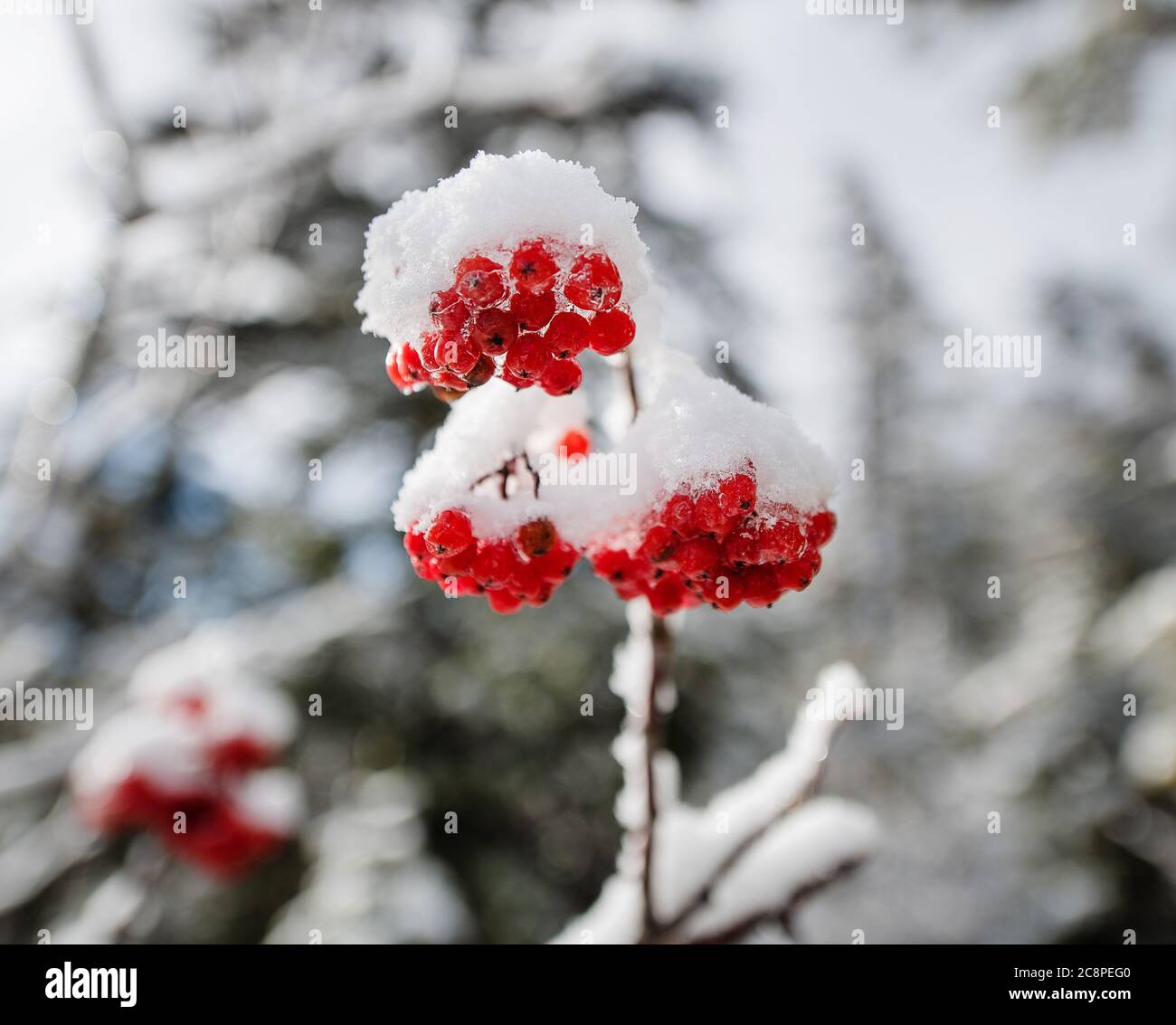 Bacche invernali nelle montagne bianche, New Hampshire Foto Stock
