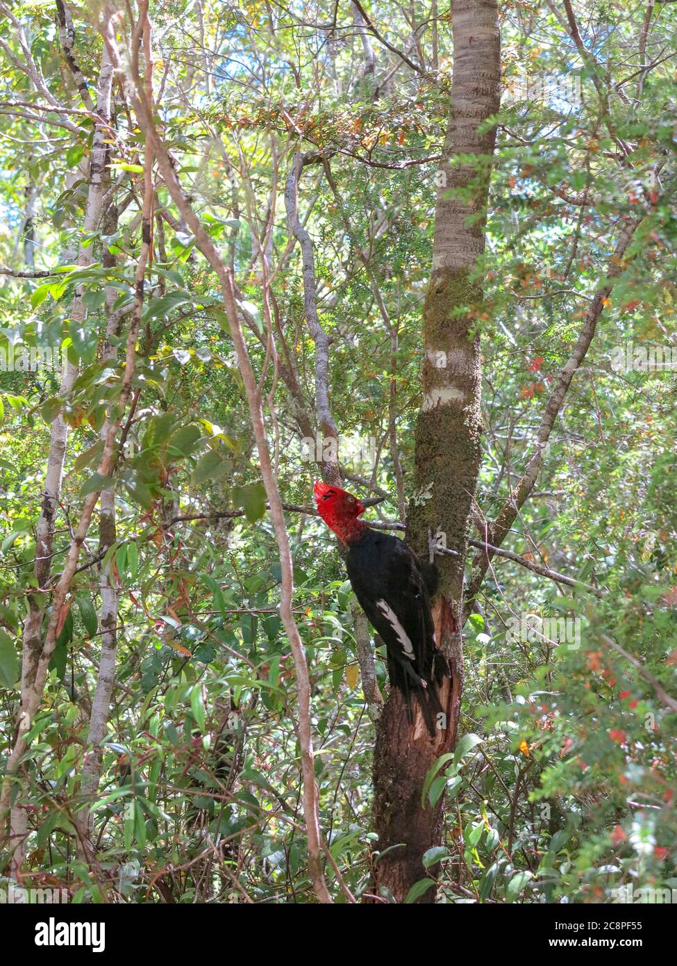 Pecker Pileated che si nutre su un vecchio albero sulla foresta Foto Stock