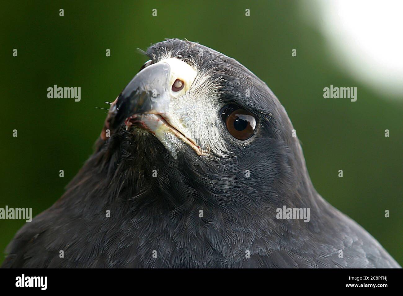 Grande falco nero, Buteogallus urubitinga, ritratto di dettaglio di uccello selvatico dal Brasile. Birdwatching del Sud America. Ritratto in primo piano di un'aquila piccola Foto Stock