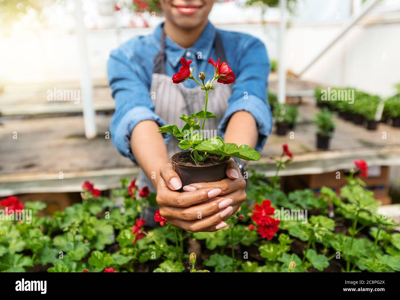 Fiori estivi in vaso. African american ragazza che tiene pianta in serra interiore Foto Stock