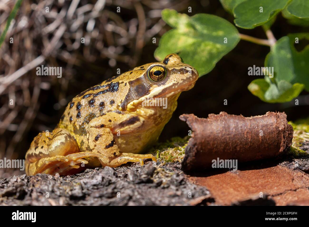 La rana comune (Rana temporaria) primo piano è l'anfibio più riconoscibile del Regno Unito, ma in un insolito giallo con colorazione a strisce nere. Foto Stock