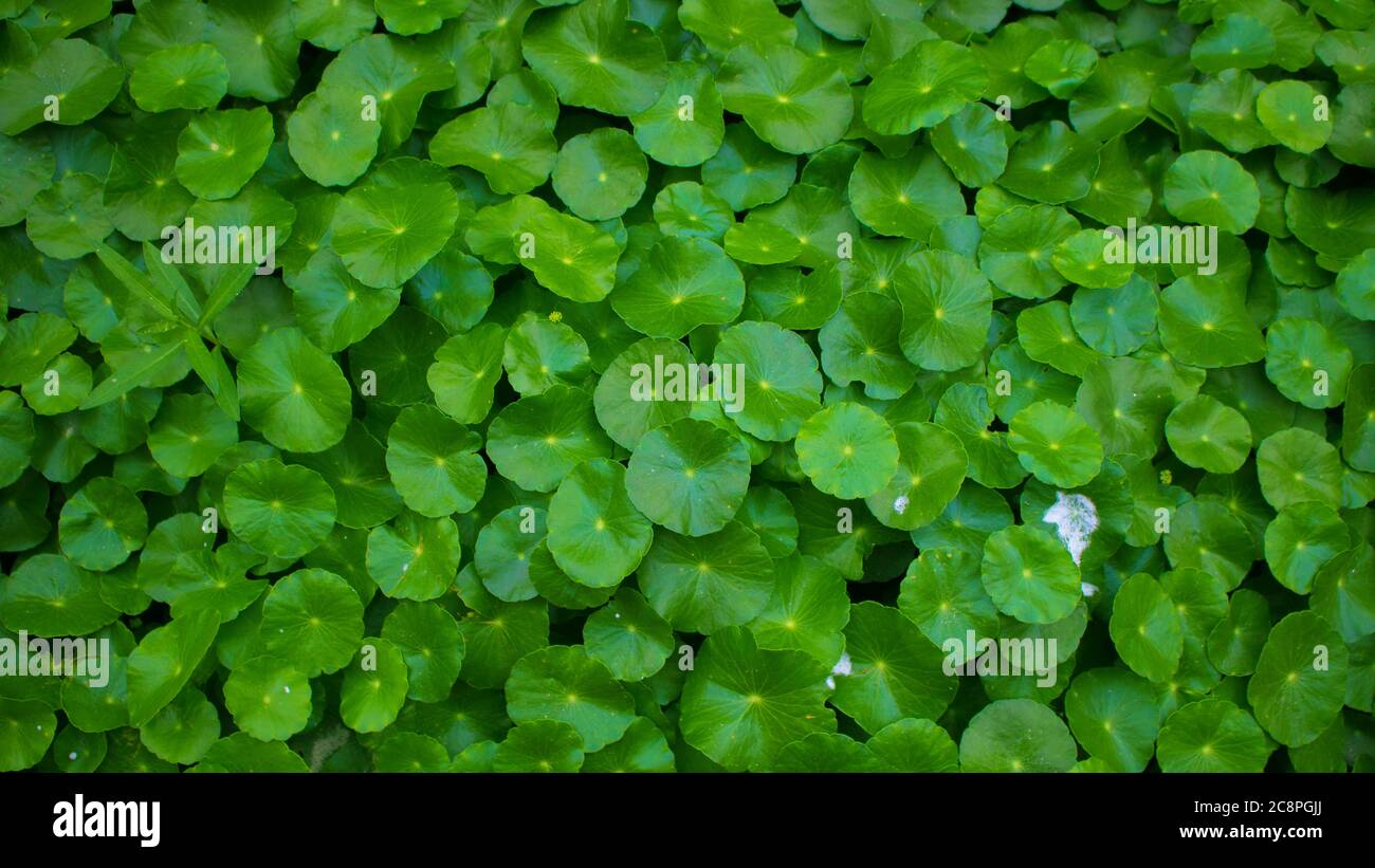 Un piccolo cuscinetto di giglio come una pianta con foglie a forma di cuore verde brillante, producendo piccoli fiori bianchi perlacei. Utilizzare questa immagine di sfondo verde. Foto Stock