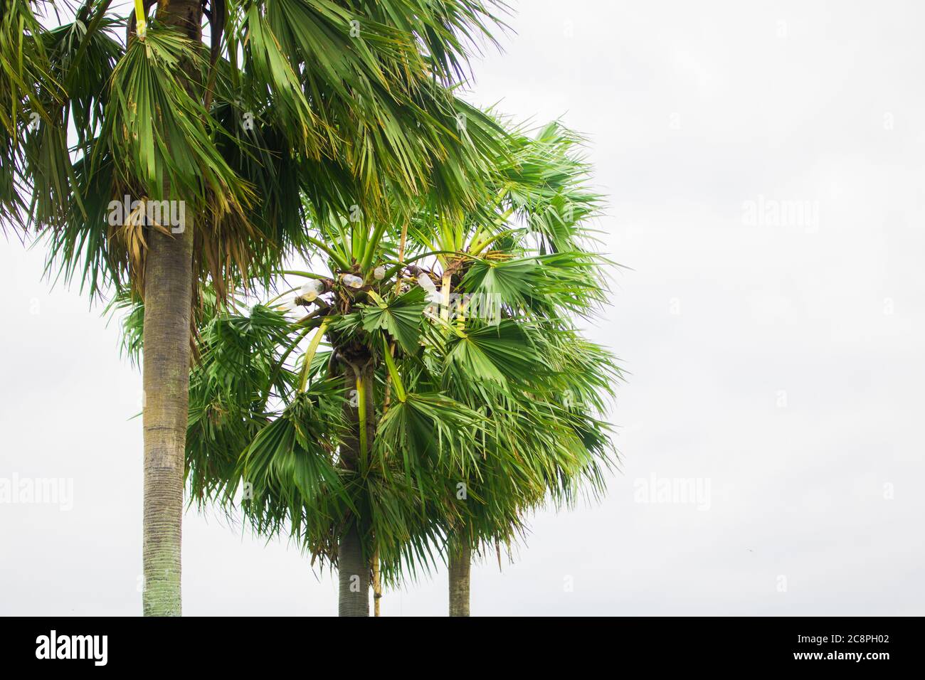 Gach. Tal. Nome inglese: Palmyra-palma, albero di Brab. Habitat :fiabellifero Borassus. Foto Stock