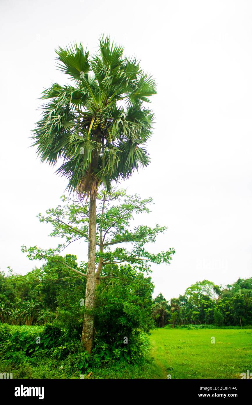Gach. Tal. Nome inglese: Palmyra-palma, albero di Brab. Habitat :fiabellifero Borassus. Foto Stock