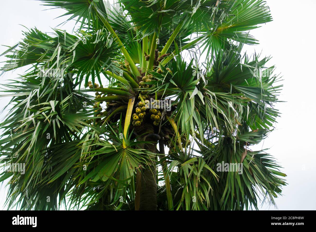 Gach. Tal. Nome inglese: Palmyra-palma, albero di Brab. Habitat :fiabellifero Borassus. Foto Stock