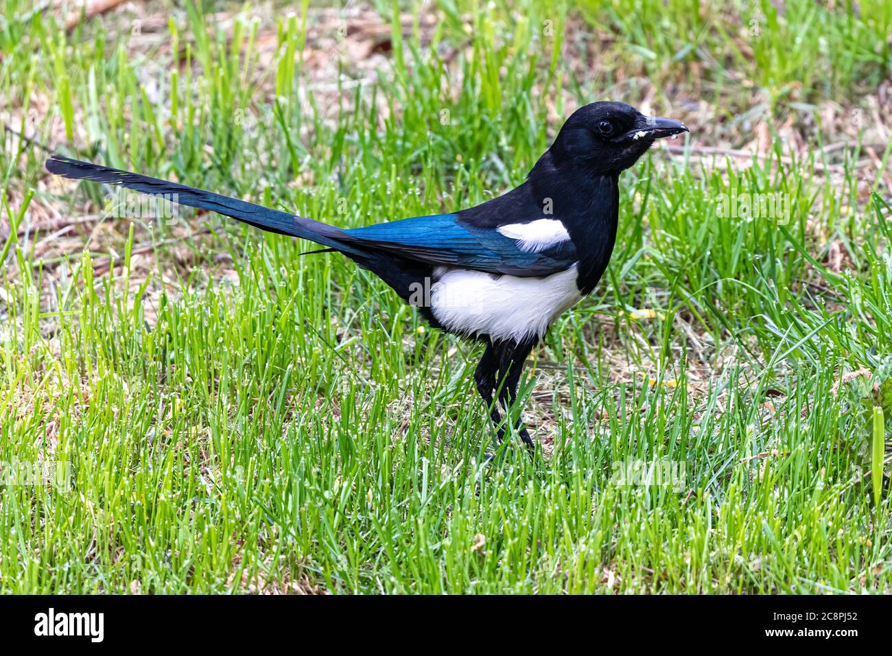 Magpie nero fatturato (Pica hudsonia) Foto Stock