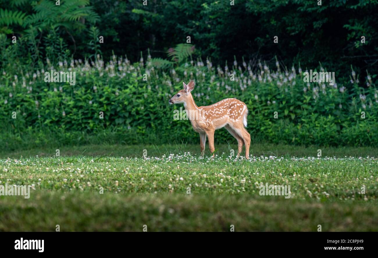 Cervi con coda bianca in piedi in un campo aperto in estate Foto Stock