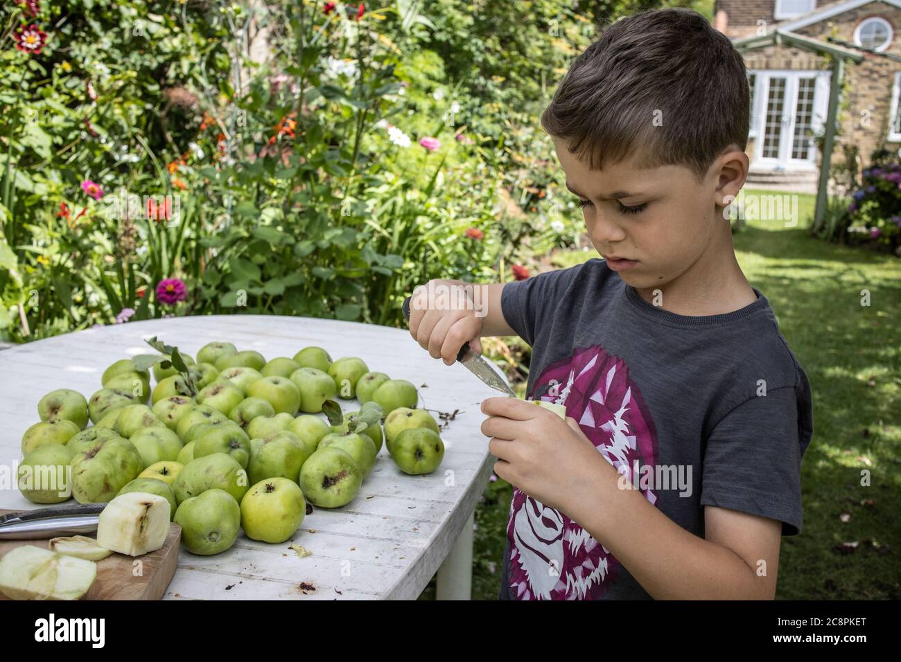 Famiglia che prepara le mele da cucina biologiche coltivate in casa nel loro giardino posteriore, Inghilterra, Regno Unito Foto Stock