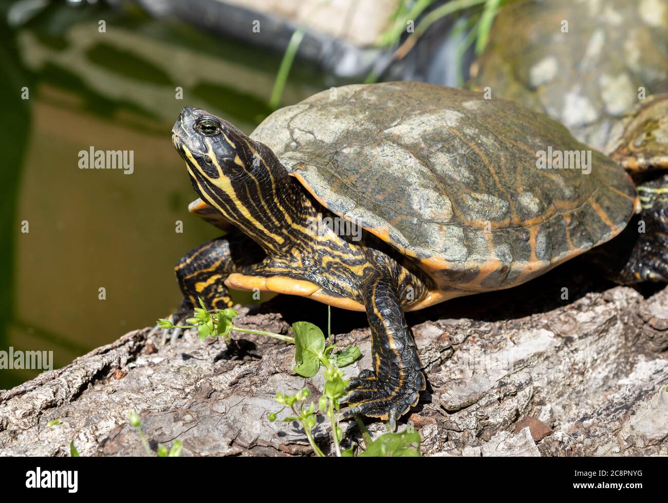 Tartaruga d'acqua dolce al di fuori del laghetto che si riscalda al sole. Foto Stock