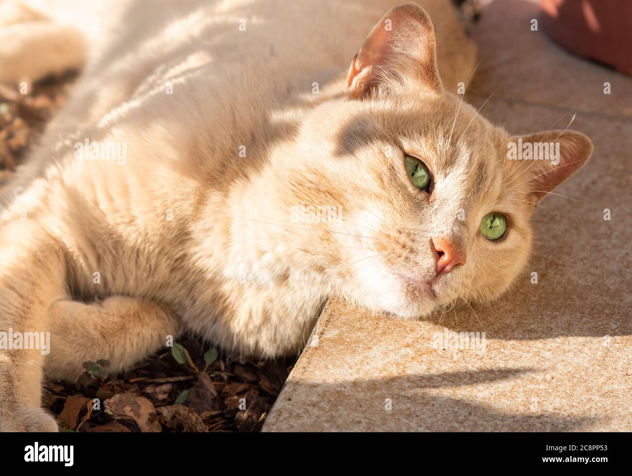 Gatto rosso con occhi verdi a terra - messa a fuoco morbida Foto Stock