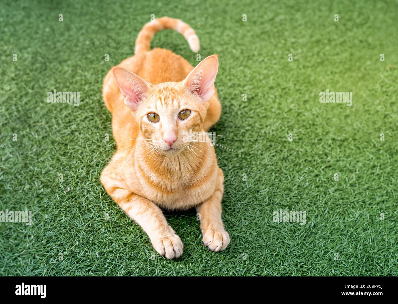 Gatto rosso orientale con orecchie grandi, occhi chiari e naso lungo sul tappeto verde. Foto Stock