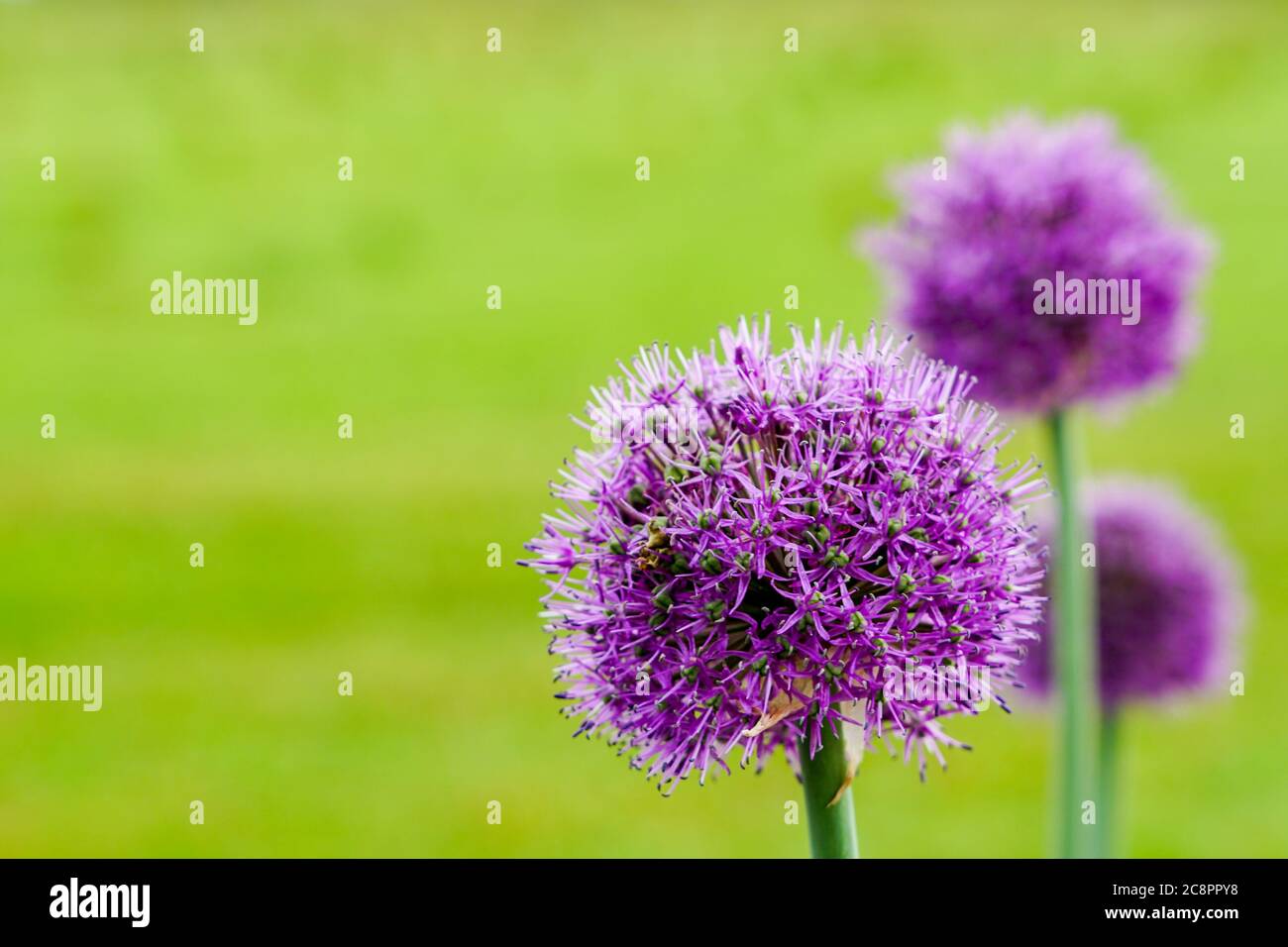 fiori viola in fiore di aglio decorativo su sfondo verde sfocato nel giardino Foto Stock