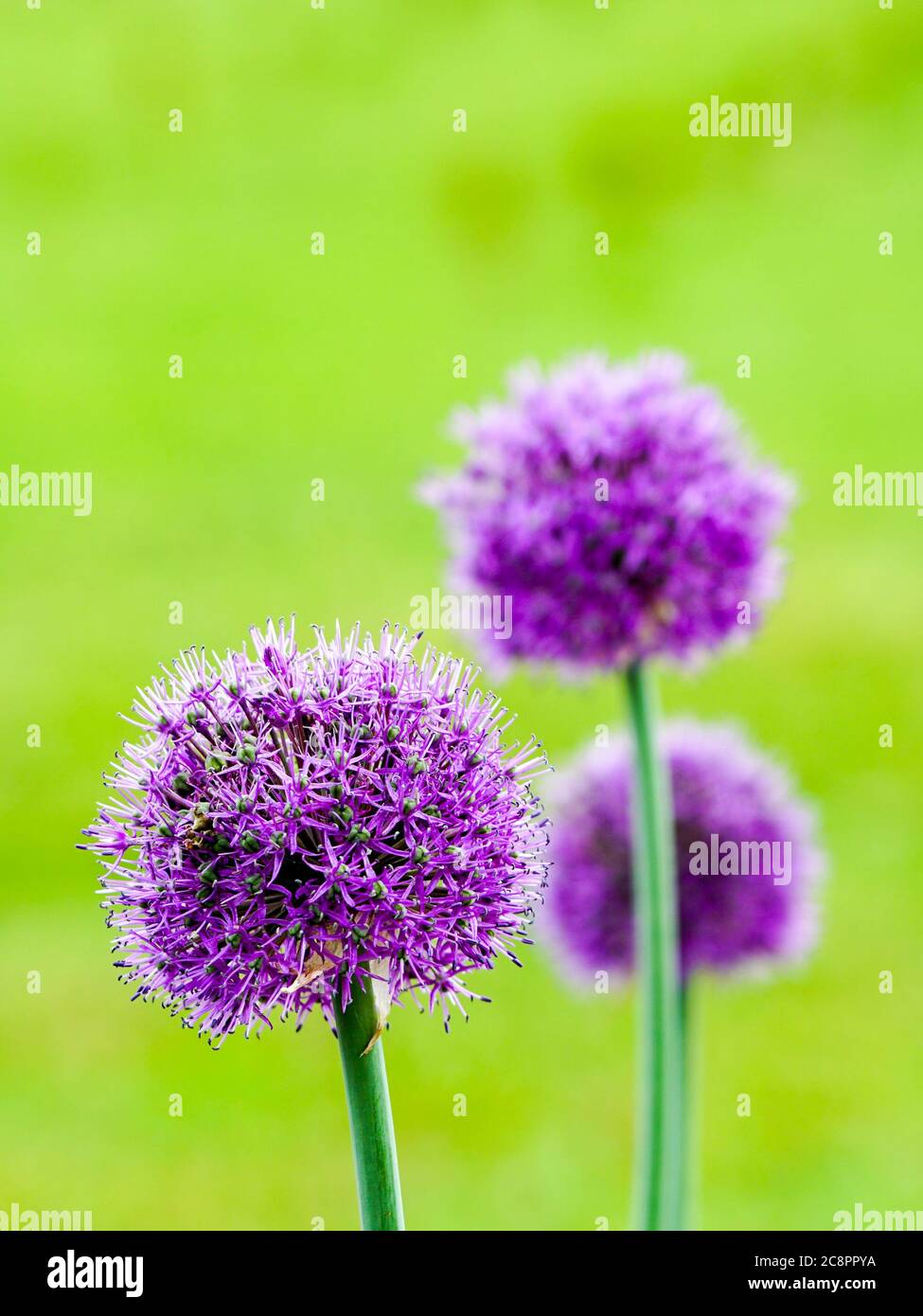 fiori viola in fiore di aglio decorativo su sfondo verde sfocato nel giardino Foto Stock