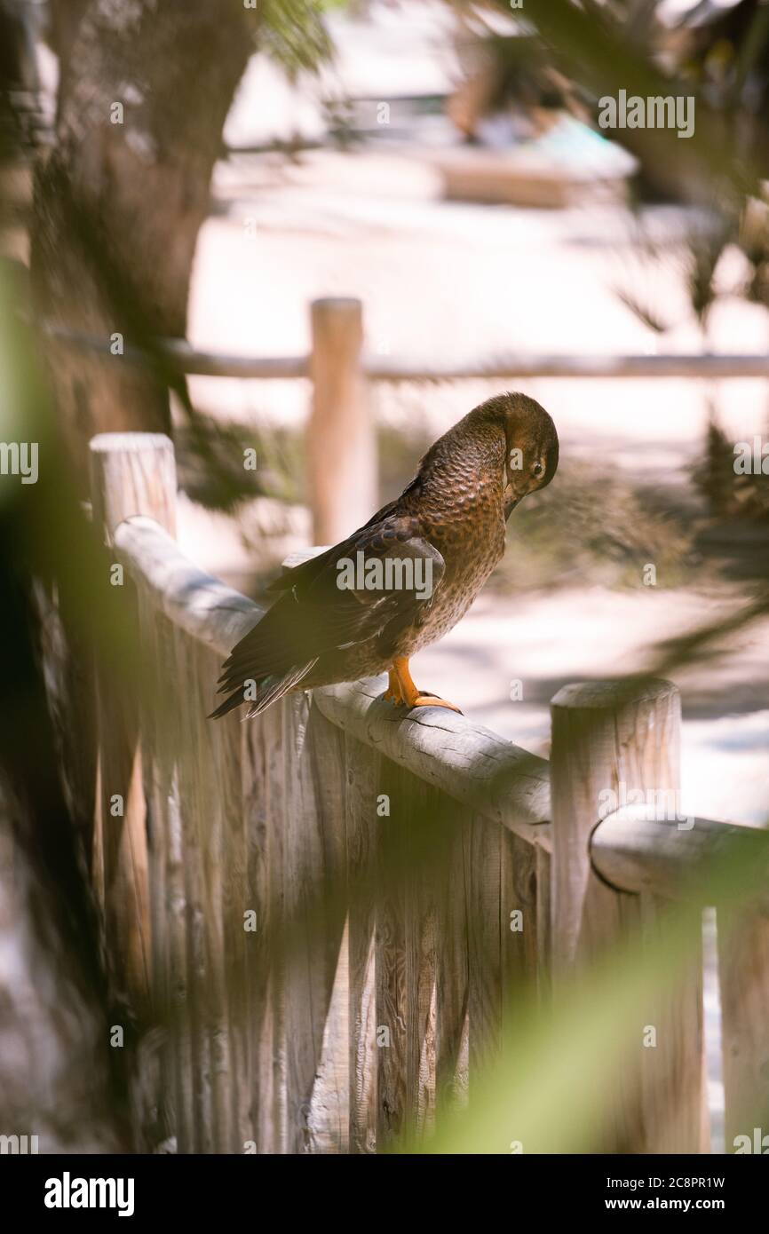 Anatra attraverso gli alberi nel Parque de Reina Sofia Foto Stock