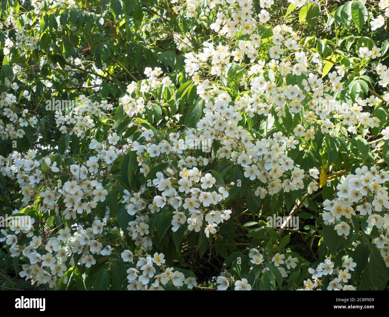 Fioritura di blumi di rosa rampicante, varietà " Kiftsgate', Rosa Filipes. Worcestershire, Regno Unito Foto Stock