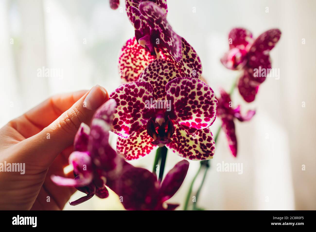 Felino selvatico orchidea falaenopsis. Donna che si prende cura di piante domestiche . Primo piano di mani femminili che tengono fiori violetti Foto Stock