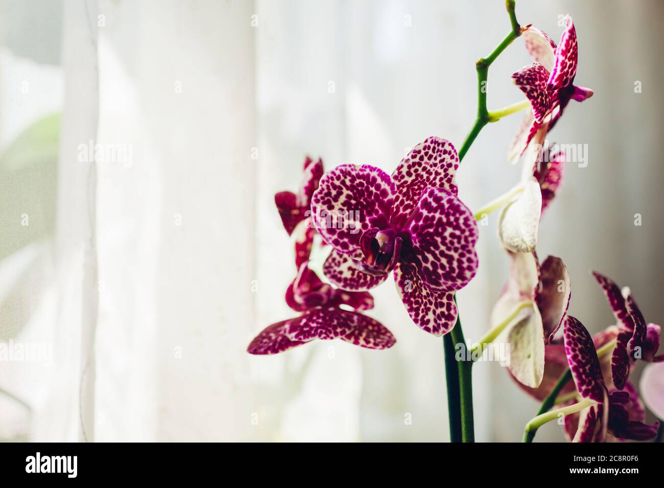 Felino selvatico orchidea falaenopsis. Cura delle piante domestiche. Primo piano di fiori violetti con ornamento a punti Foto Stock