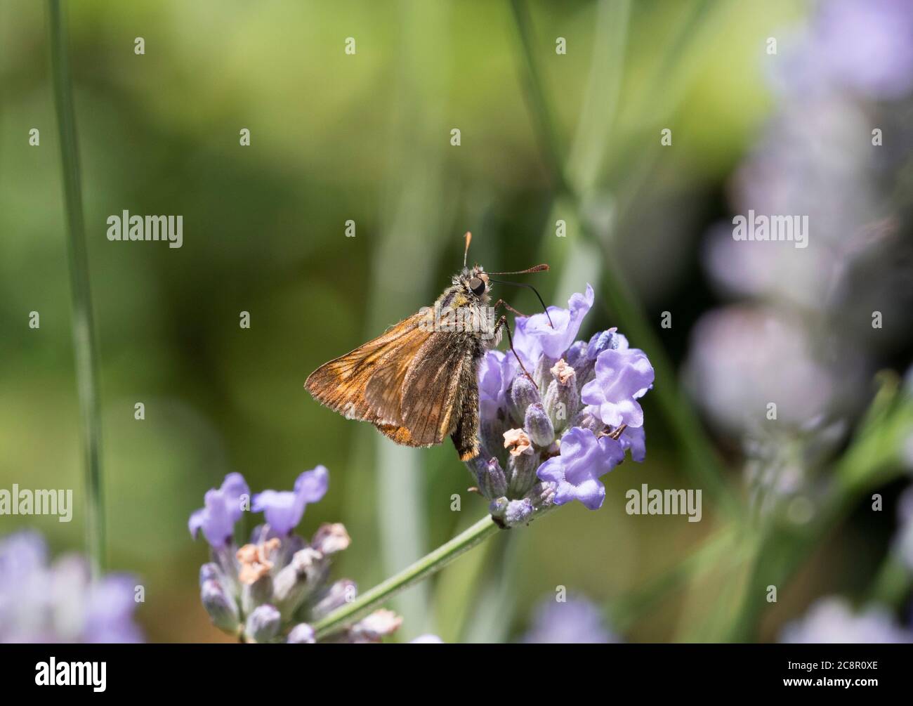 Grande skipper, Ochlodes venatus, singolo adulto che alimenta su lavanda, Lea Valley, Essex, UK. Foto Stock