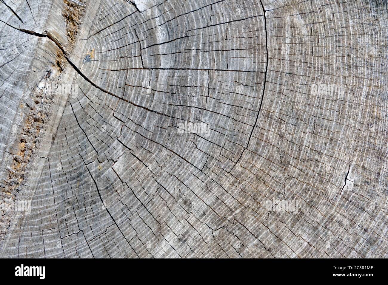 Struttura in legno. Tronco di albero grande tagliato con un sacco di piccole crepe e colore grigio invecchiato. Il moncone mostra gli anelli di definizione dell'età di un albero. Foto Stock