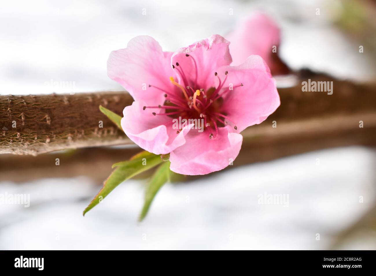 Primo piano vista di un fiore rosa su una pesca albero in primavera Foto Stock