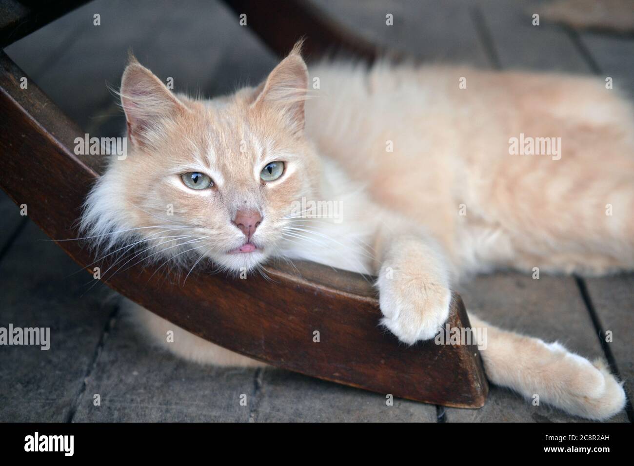 bel gatto giallo mentire guardando voi Foto Stock