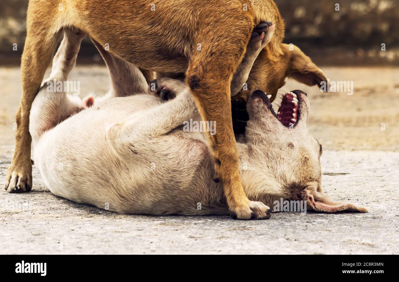 Due giovani cani da strada che giocano all'aperto a terra. Uno è bianco, l'altro è marrone chiaro, Foto Stock
