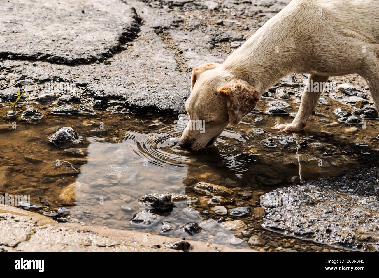 Solitario e giovane cane di strada che ha acqua da un plash a terra. Foto Stock
