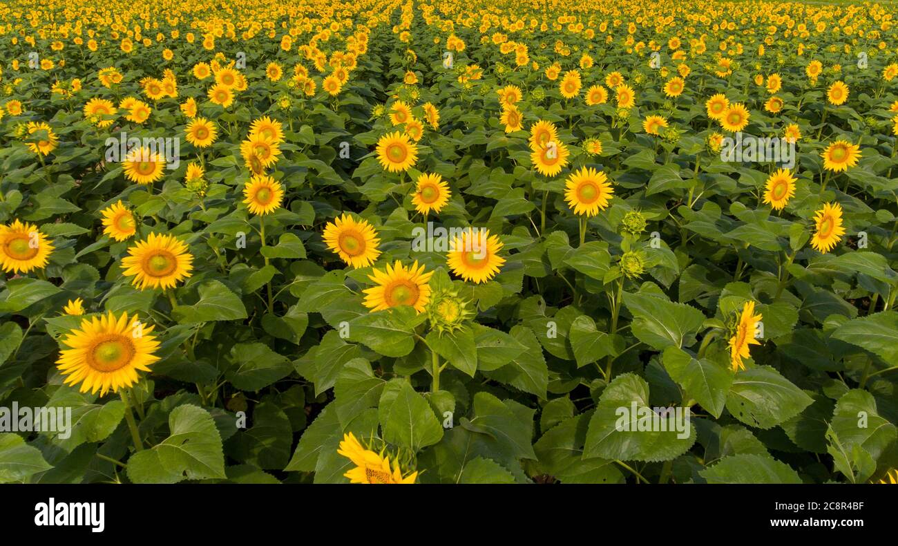 Aereo di file di girasoli in un campo in Illinois rurale Foto Stock