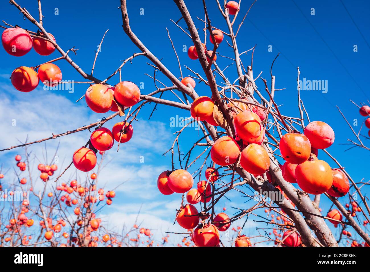 Diospyros kaki, della varietà Persimon, maturo su un ramo di albero in una piantagione a Valencia, Spagna. Foto Stock