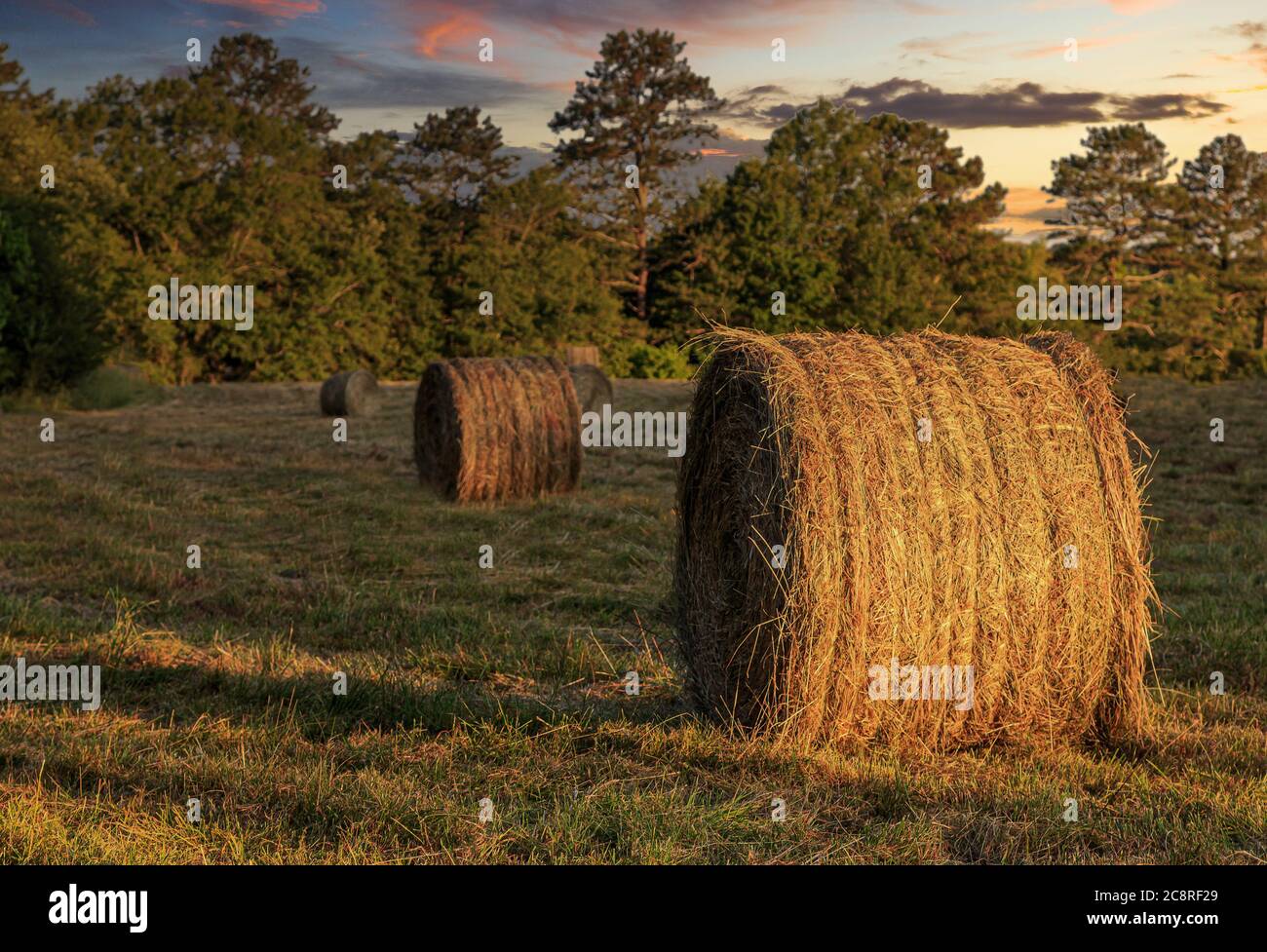 Rolls of Hay in Golden Hour Light Foto Stock