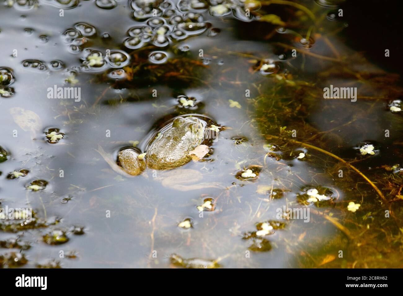 Bullfrog semi-sommerso Foto Stock