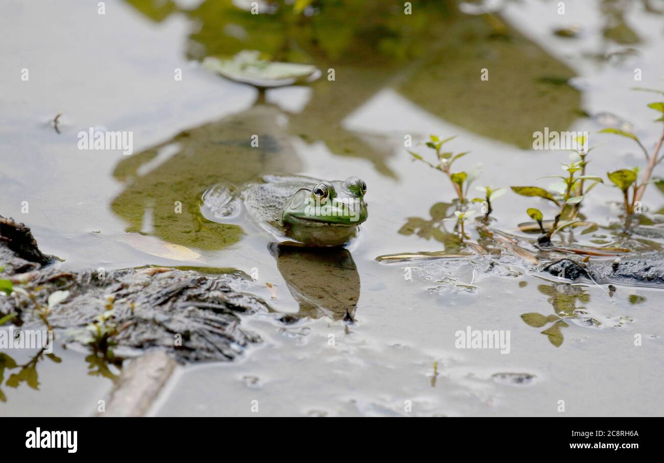 Bullfrog aspetta, ancora in acqua Foto Stock