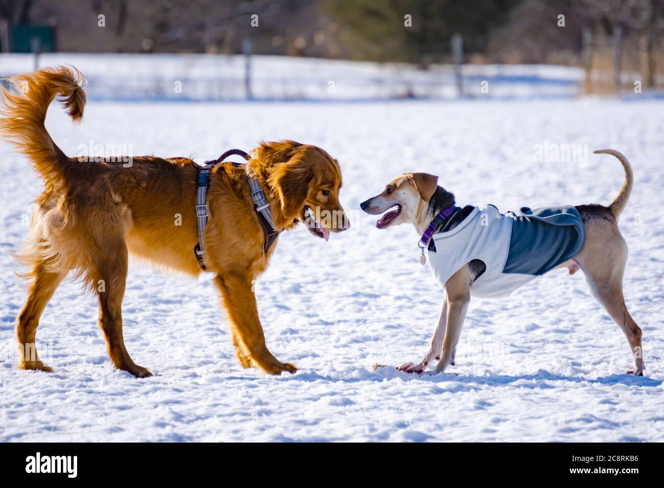 Due cani che giocano nel parco per cani nel pomeriggio invernale. Foto Stock