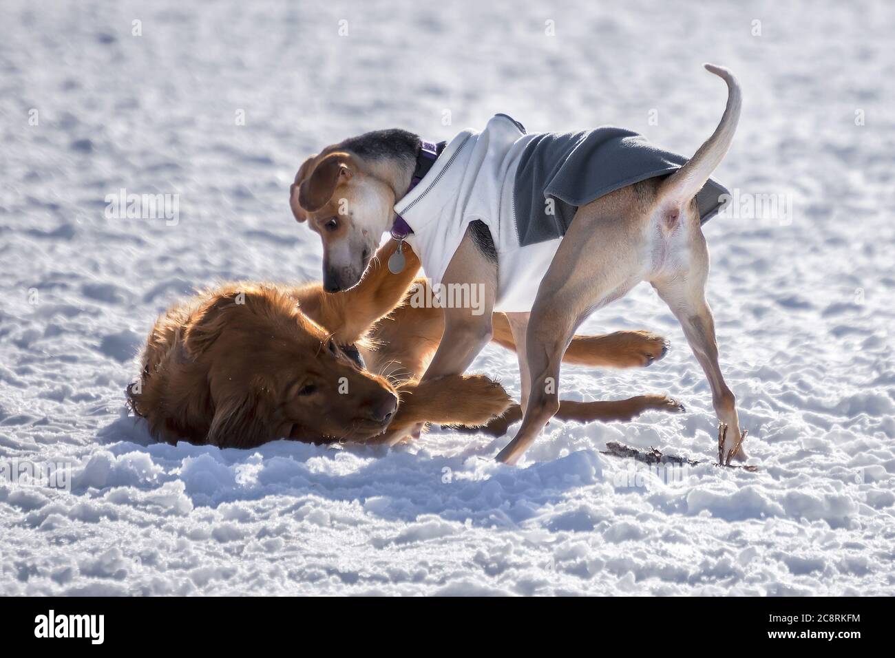 2 cani che giocano in inverno Foto Stock