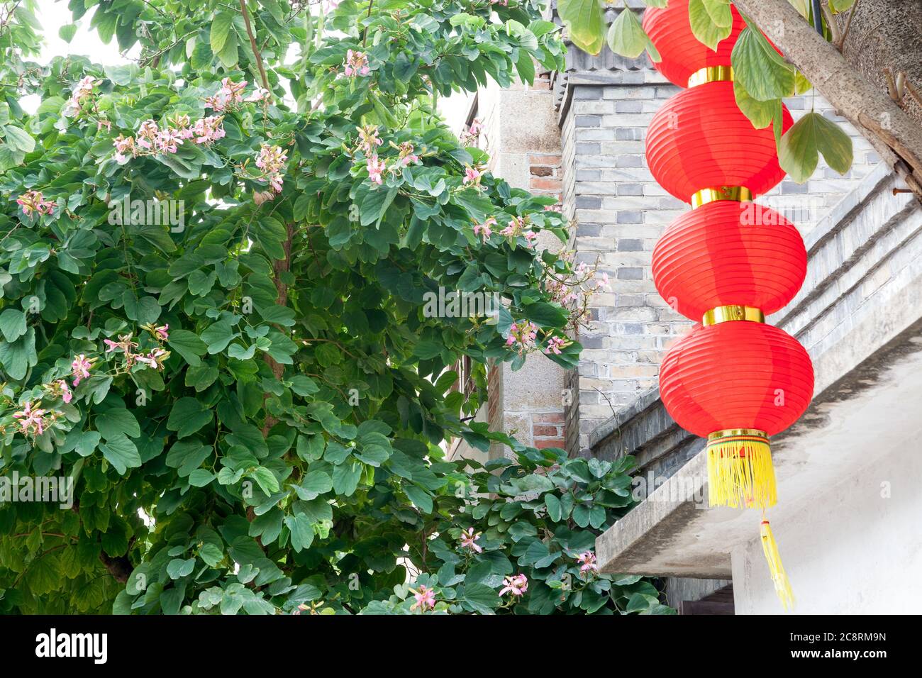 Lanterna rossa decorativa appesa su un albero con muro di mattoni e sfondo albero bauhinia, Cina Foto Stock