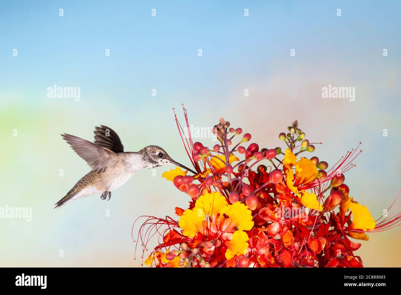 Nero-chinned Hummingbird, Archilochus alexandri, alimentando sul messicano uccello del paradiso fiori, Caesalpinia mexicana. Foto Stock