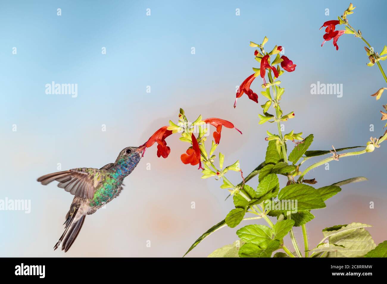 Ampia fatturati Hummingbird, Cynanthus latirostris, alimentando in fiore. Foto Stock