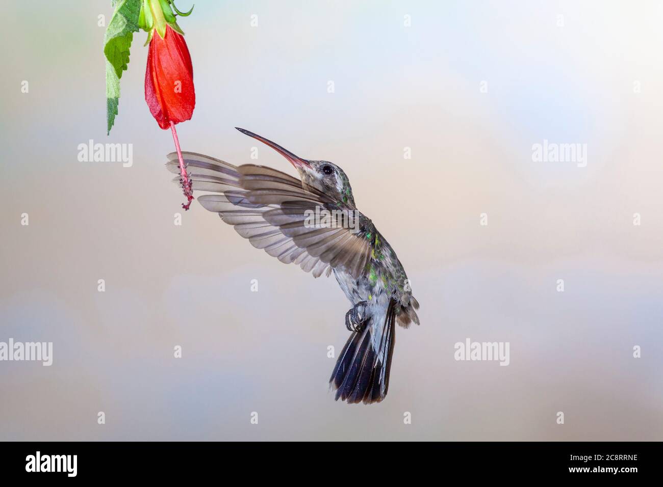 Ampia fatturati Hummingbird, Cynanthus latirostris, alimentando al nettare dei fiori. Foto Stock