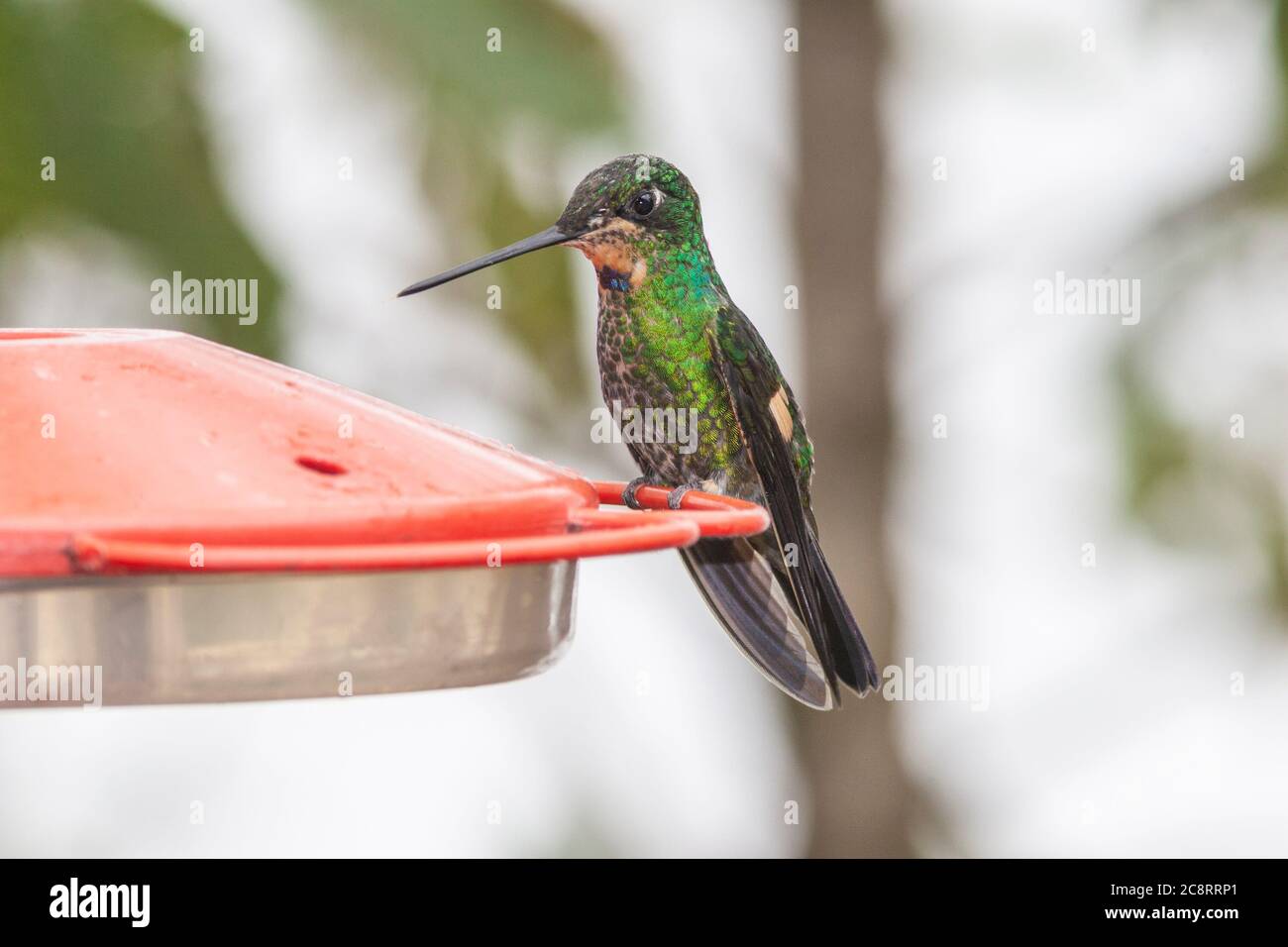 Colibrì con alata di bufo, Coeligena lutetiae, preso alla San Isidro Lodge in Ecuador Foto Stock