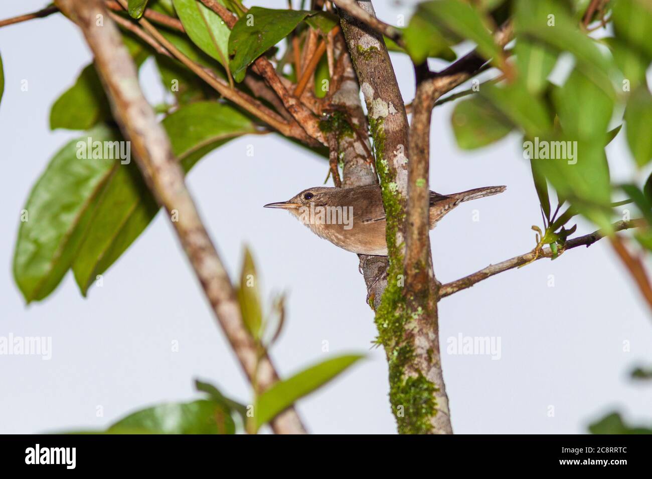 Casa Wren, Troglodytes aedon, cantando nelle prime ore del mattino nei giardini del Arenal Observatory Lodge in Costa Rica. Foto Stock