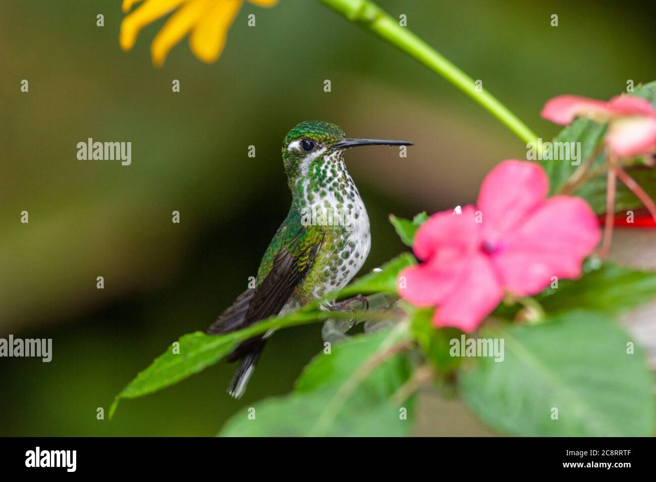 Porpora-bibbed Whitetip hummingbird femmina, Urostitte benjamini, preso a Septimo Paraiso Cloud Forest Reserve in Ecuador Foto Stock