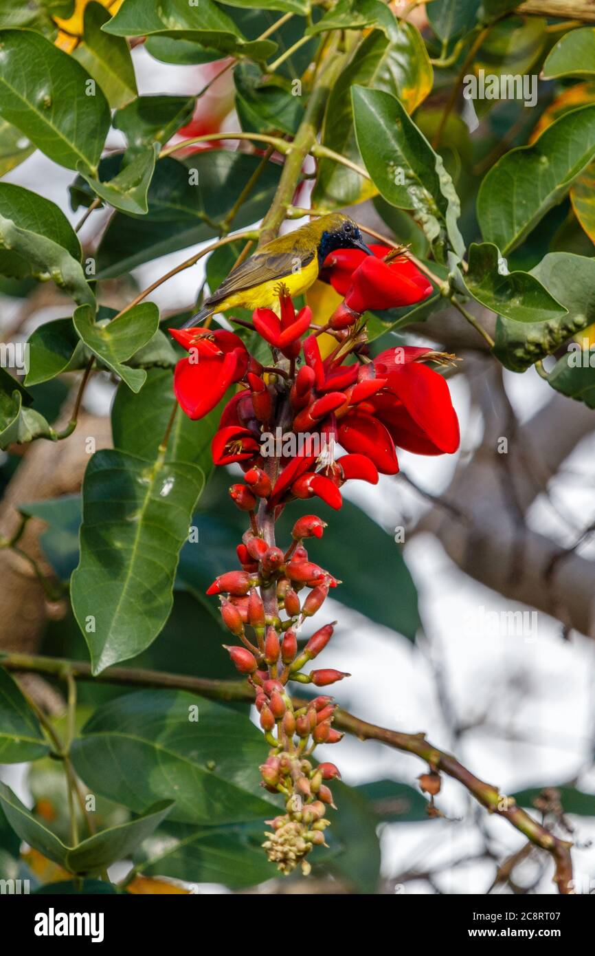 Maschio Olive-backed Sunbird o giallo-belled Sunbird (Cinnyris jugularis) seduto su Erythrina rossa, artiglio della tigre o albero di Corallo. Bali, Indonesia. Foto Stock