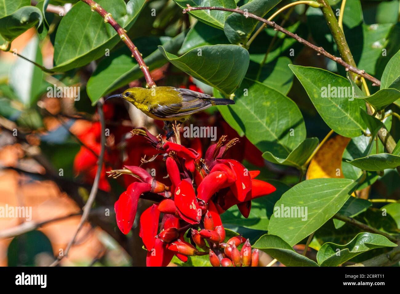 Femmina di Sunbird con spalle di ulivo o Sunbird con la sua nuance gialla (Cinnyris jugularis) seduto su Erythrina rossa, artiglio della tigre o albero di Corallo. Bali, Indonesia. Foto Stock