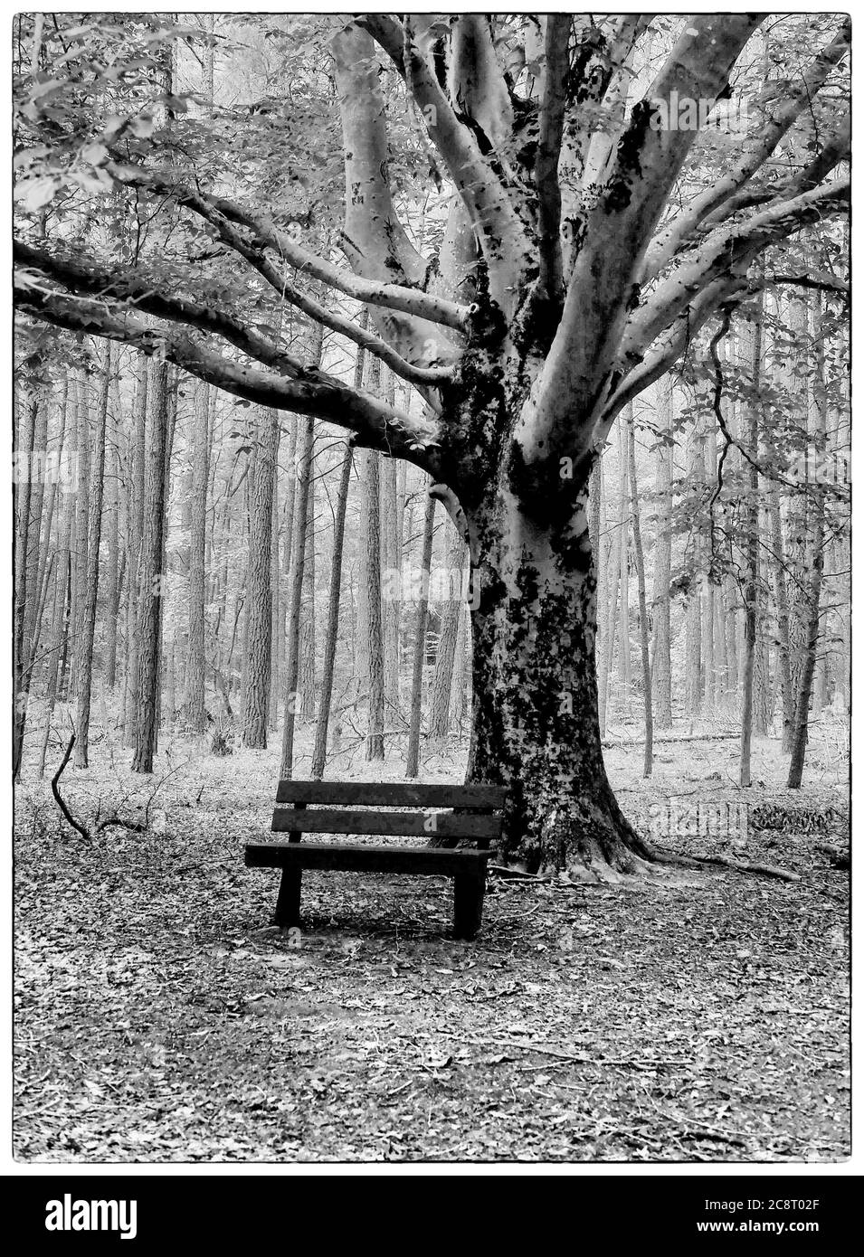 Una panchina del parco si trova sotto un grande albero nella Chapel Branch Nature Area vicino a Seaford, DE. (Versione in bianco e nero) Foto Stock