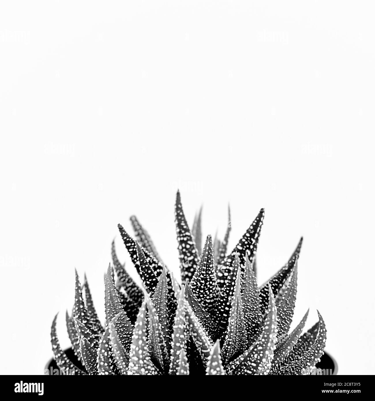 Primo piano in bianco e nero di steli succulenti haworthia su sfondo bianco Foto Stock