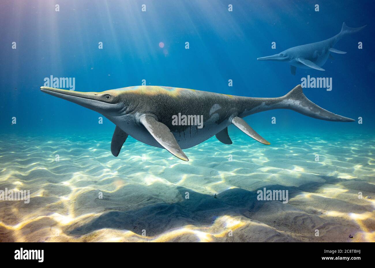 Shonisaurus Nuoto Foto Stock