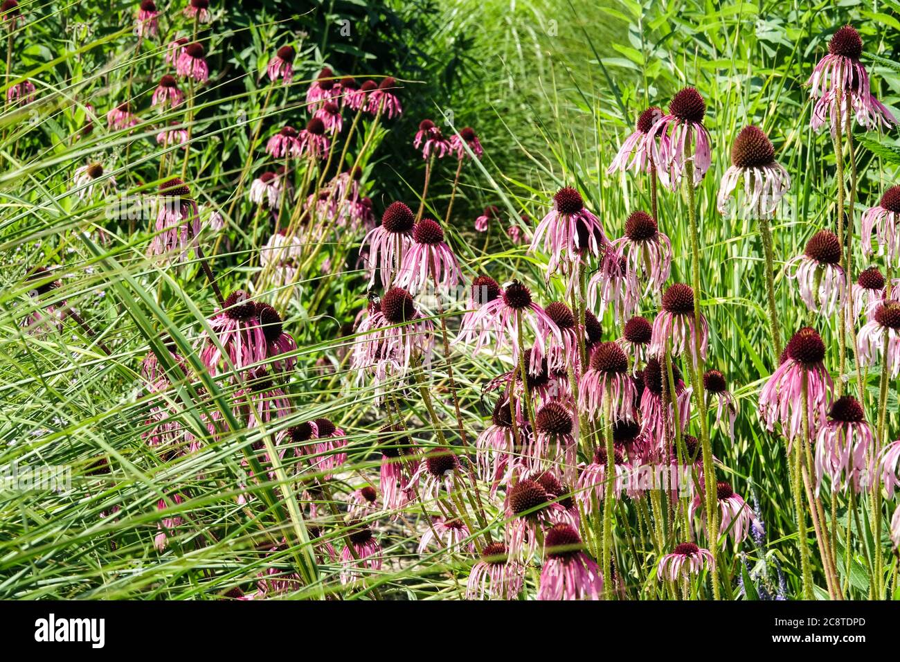 Pallida viola pallida Echinacea in erbe dure Foto Stock
