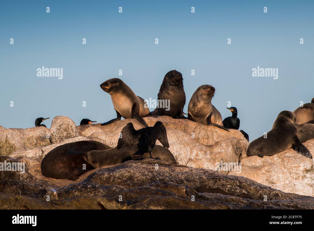 Le foche di Cape Fur crogiolandosi al sole sull'Isola delle foche accompagnate da Capo Cormoranti Foto Stock