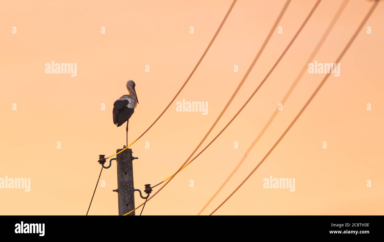 Una cicogna in piedi su un albero al tramonto Foto Stock