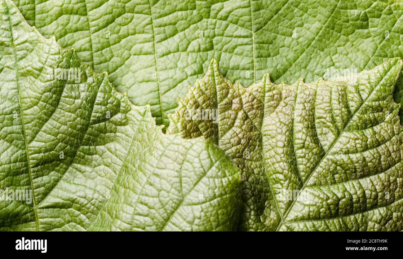 Vitis vinifera, foglie di vite verde con particolari fini, primo piano, piatto Foto Stock